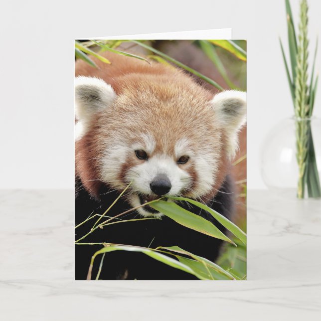 Greetings card Photo red panda , animals 0293. Karte (Vorderseite)
