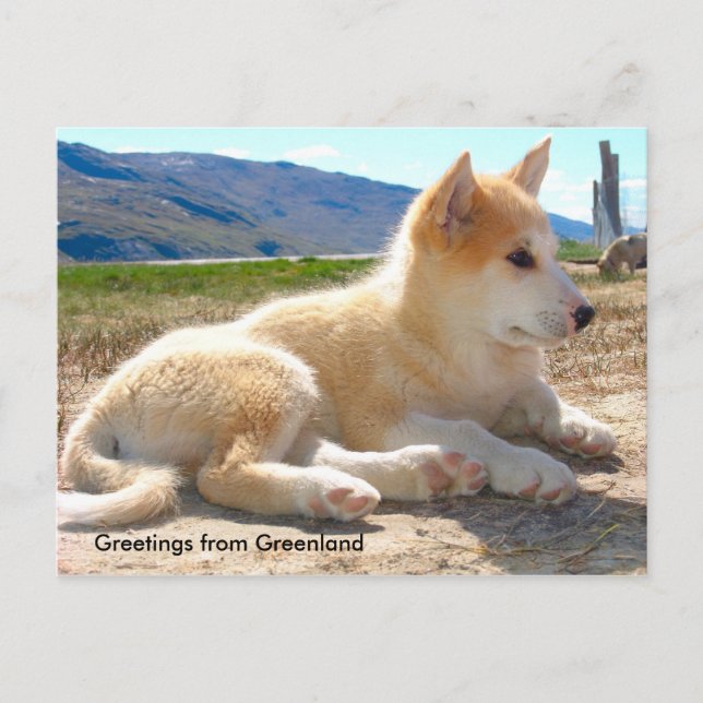 Greetings from Greenland 12 Postkarte (Vorderseite)