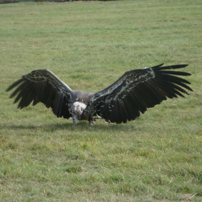 Greifvogel aus offenen Flügeln Foto wild lebender  Kaffeetasse (Von Creator hochgeladen)