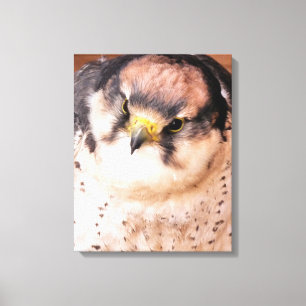 GREIFVOGEL FALKE LEINWANDDRUCK