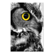 Greifvogel