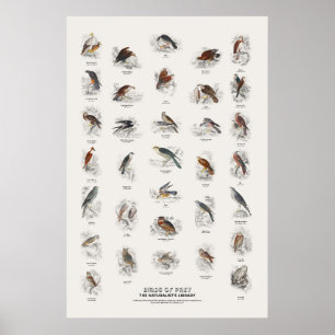 Greifvögel - Naturalist's Library Poster