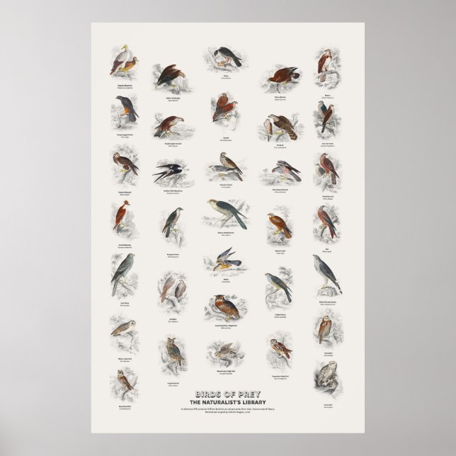 Greifvögel - Naturalist's Library Poster (Vorne)