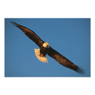Greifvogel, Weißkopfseeadler im Flug, Kachemak Fotodruck