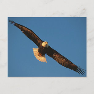 Greifvogel, Weißkopfseeadler im Flug, Kachemak Postkarte