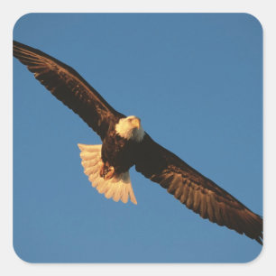 Greifvogel, Weißkopfseeadler im Flug, Kachemak Quadratischer Aufkleber