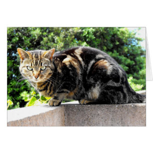 Gremlin la carte de chat tabby