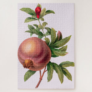 Grenade (Pomegranate) von Pierre Redout