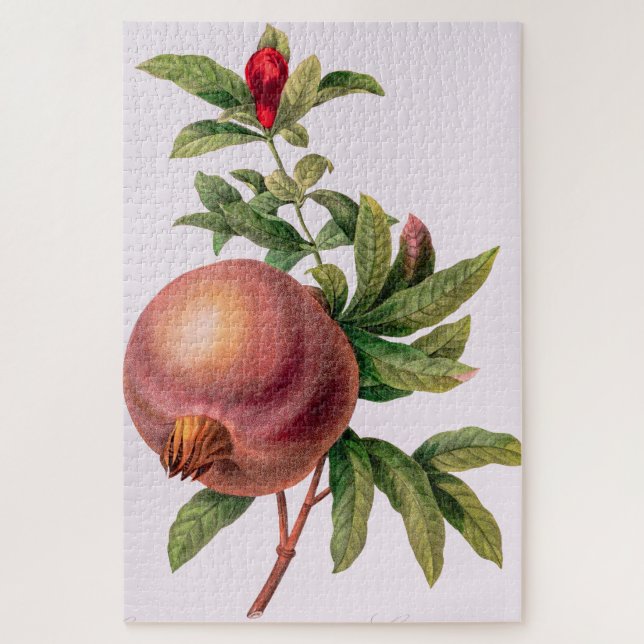 Grenade (Pomegranate) von Pierre Redout (Vertikal)