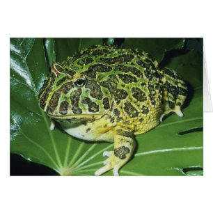Grenouille à cornes ornées, (Ceratophrys ornata),
