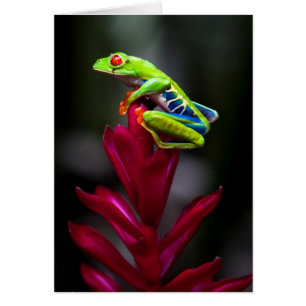 Grenouille aux yeux rouges
