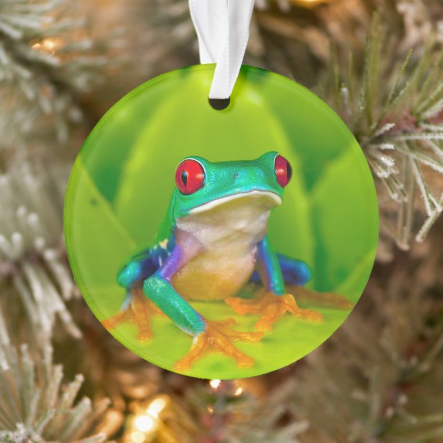 Grenouille aux yeux rouges, Costa Rica (Arbre)