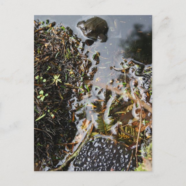 Grenouille avec grenouille Carte de poste de frai (Devant)
