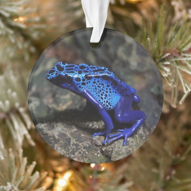 Grenouille bleue poison, grenouille bleue vive (Arbre)