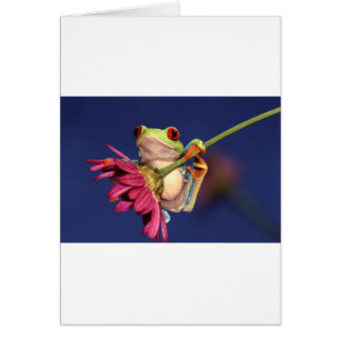 grenouille d'arbre observée par rouge