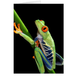 grenouille d'arbre observée par rouge