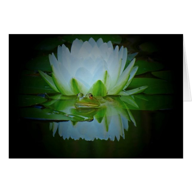 Grenouille de la Lily (Devant horizontal)