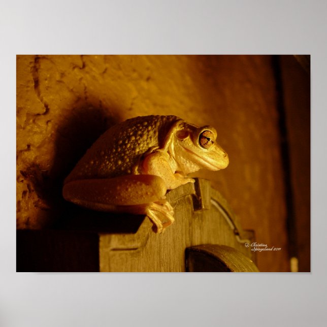Grenouille de l'arbre du Beefer Imprimer ou poster (Devant)