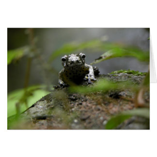 Grenouille des arbres
