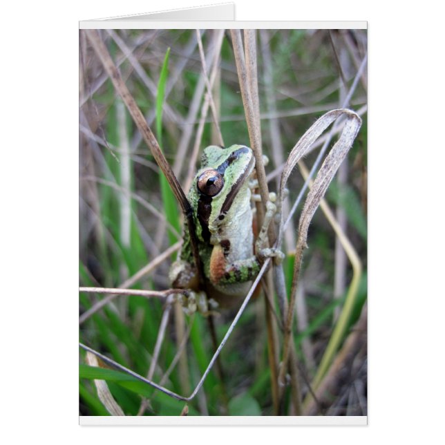 Grenouille du Pacifique (Devant)