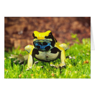Grenouille empoisonnée, Dendrobates tinctorius,
