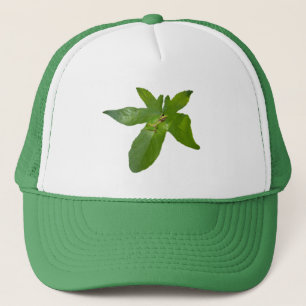 Grenouille feuille de raisin verte, casquette de c