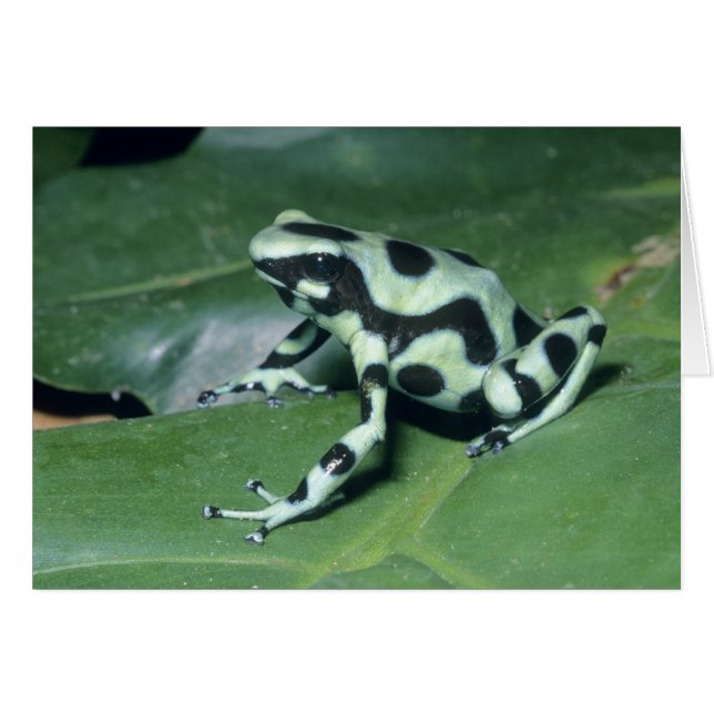Grenouille flèche empoisonnée, (Dendrobates auratu (Devant horizontal)
