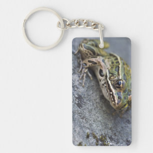 Grenouille léopard du nord, Île transparente,
