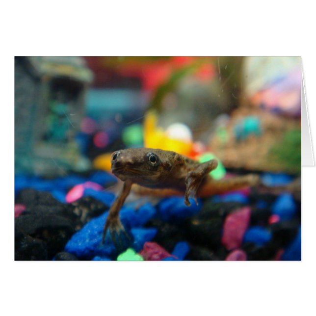 Grenouille naine africaine (Devant horizontal)