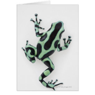 Grenouille noire et verte 2 de dard de poison
