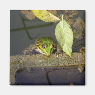 Grenouille observant, aimant