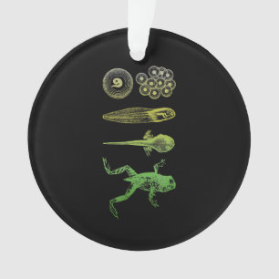 Grenouille Tadpole Métamorphose Cycle de vie Biolo