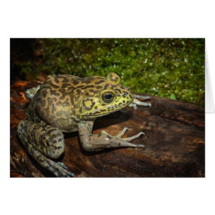 Grenouille taureau, Rana catesbeiana