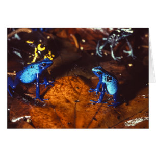 Grenouilles de dard de poison