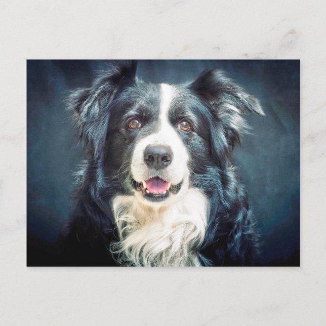 Grenz-Collie-Hund-Portrait Postkarte (Vorderseite)