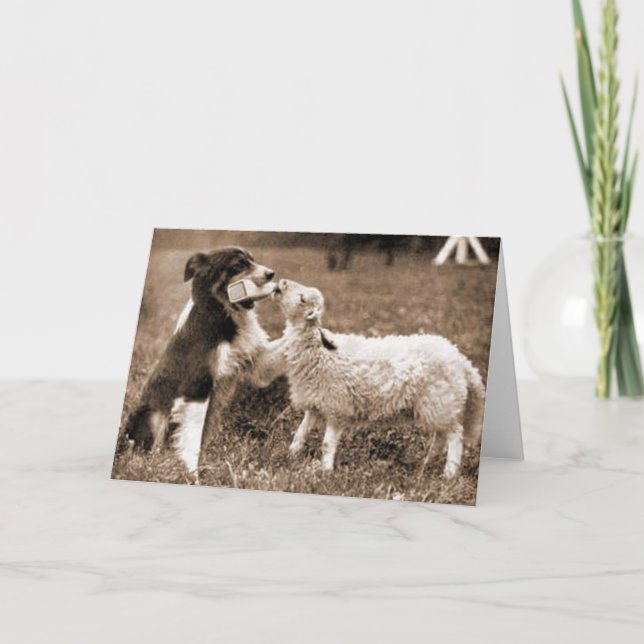 Grenz-Collie und Lamb~Fotokarte Karte (Vorderseite)