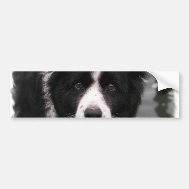 Grenzcollie-Autoaufkleber Autoaufkleber (Vorne)