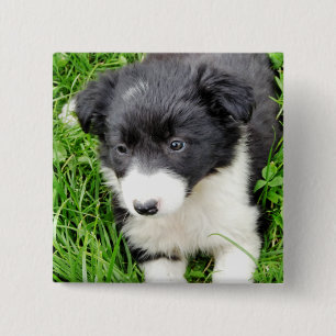 GRENZCOLLIE BUTTON