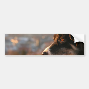 Grenzcollie-Foto-Autoaufkleber Autoaufkleber