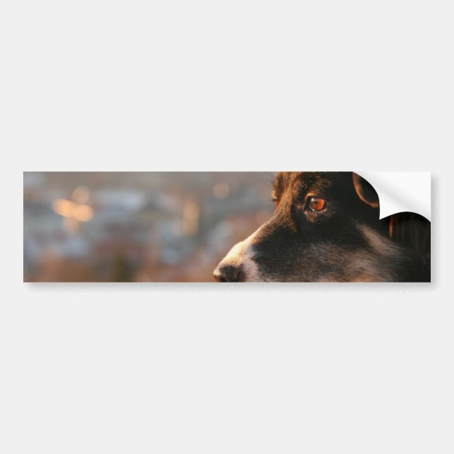 Grenzcollie-Foto-Autoaufkleber Autoaufkleber (Vorne)