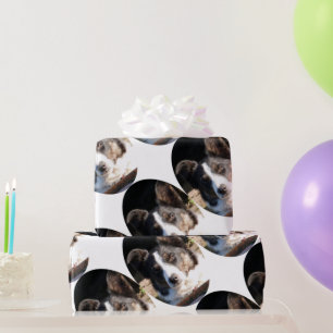 GRENZCOLLIE GESCHENKPAPIER
