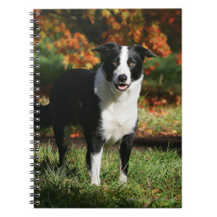 Grenzcollie-Herbst stehend Notizblock