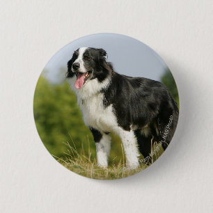 Grenzcollie-Keuchen stehend Button