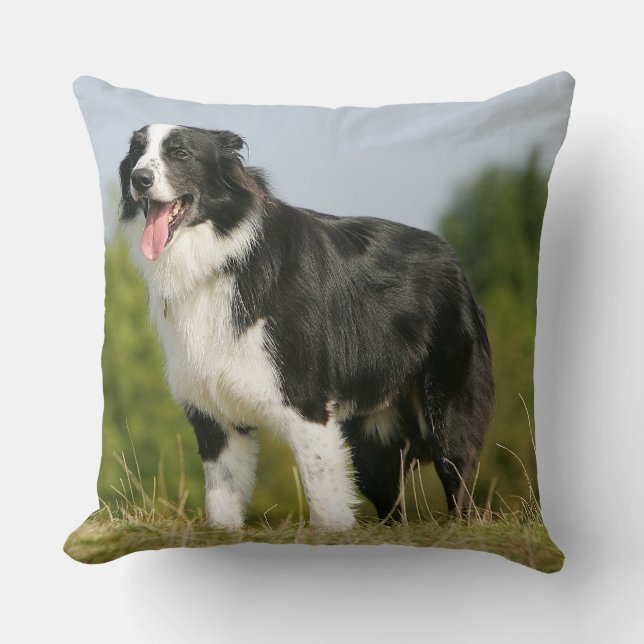 Grenzcollie-Keuchen stehend Kissen (Vorderseite)