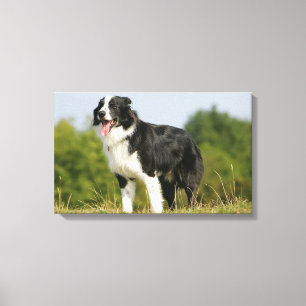 Grenzcollie-Keuchen stehend Leinwanddruck