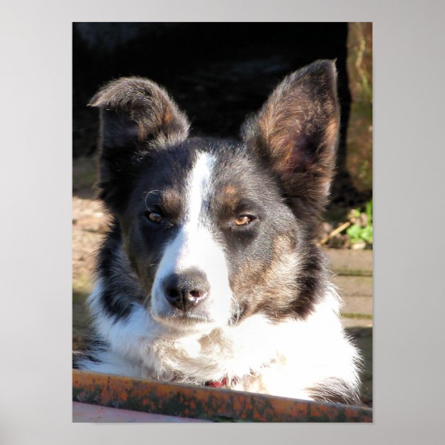 GRENZCOLLIE POSTER (Vorne)