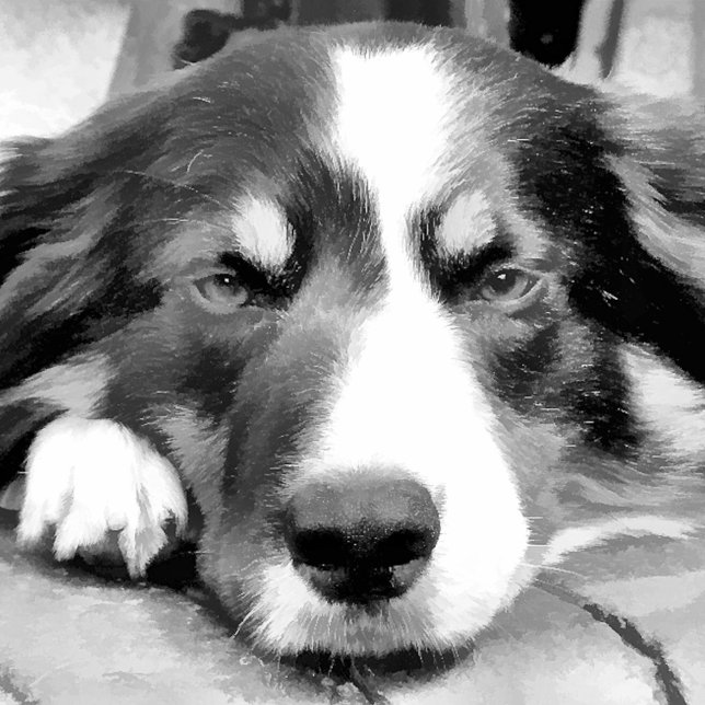 GRENZCOLLIE SCHNEEFLOCKEN Zinn-Ornament (Von Creator hochgeladen)