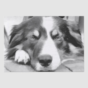 GRENZCOLLIE SEIDENPAPIER