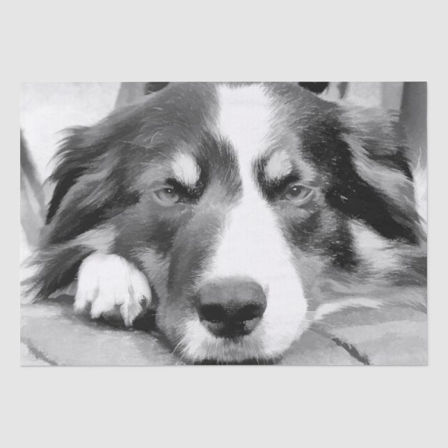 GRENZCOLLIE SEIDENPAPIER (Vorderseite)