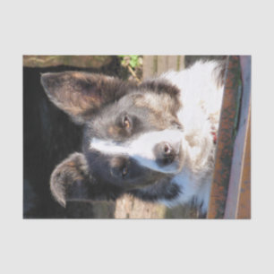 GRENZCOLLIE SEIDENPAPIER